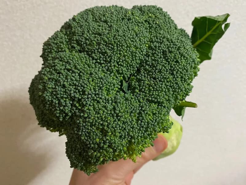 2025年12月ブロッコリー写真