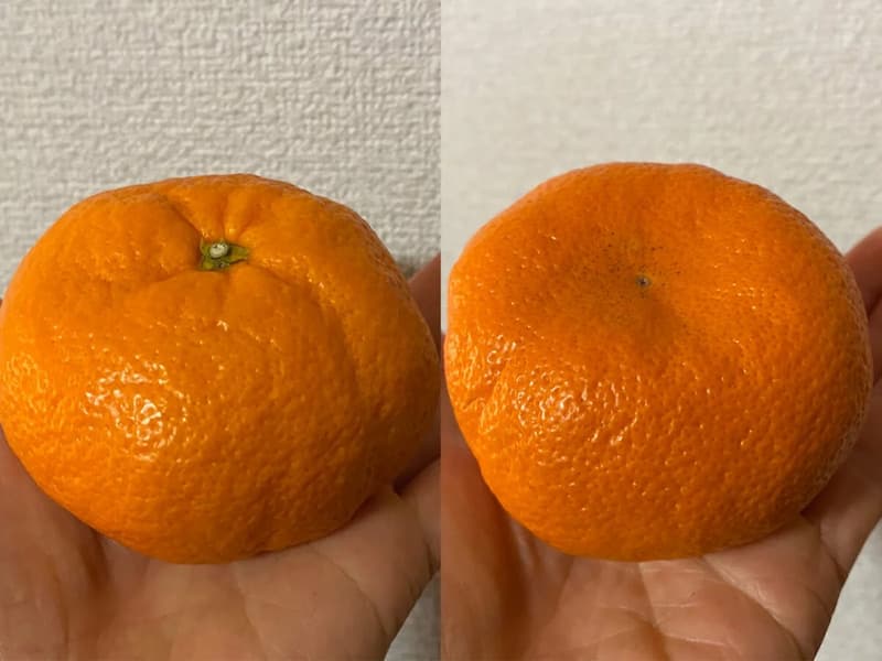 静岡産トピアみかんの形状-写真